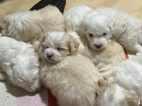maltipoo yavrular
