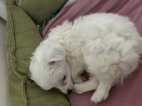 ALERJİM SEBEBİYLE MİNİK BEBEK KÖPEĞİMİZ YUVA ARIYOR ACİL