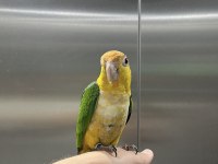 EVCİL CAIQUE YAVRU