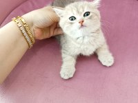 British shorthair yavrular teslime hazır