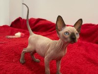 sphynx sfenks tüysüz dişi erkek yavruları