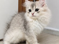 Golden British Longhair Erkek