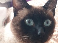 SİYAM KEDİSİ ERKEK 2 yaşında Sahiplendiriyoruz