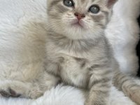 Yavru Scottish Fold