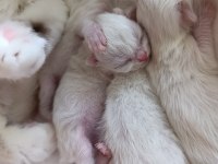 British Longhair Bebişlerimiz