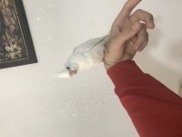 Yavru albino sultan papağanı