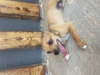 Pinscher yavrularımız