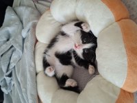 Minik bebek kedimiz yuva arıyor