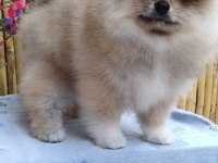 Pomeranian Boo Tea Cup Erkek