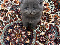 Safkan Scottish Fold Yavrular