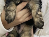 Maltipoo acil sahiplendirme