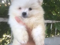 Pomeranian Boo Yavrularım teslime hazırlar