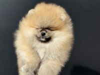 Ankaranın en güzel ayı surat pomeranian yavruları