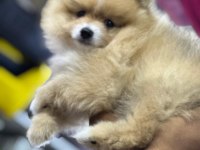 Uygun pomeranian arayanlara