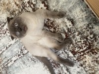 Scottish fold blue point 2 buçuk yaşında kısır