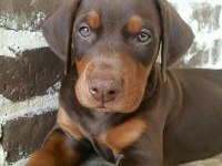 FCİ KAYITLI DOBERMAN YAVRULARIMIZ