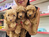 Red Toy Poodle Yavrularım