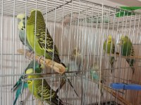 Jumbo ve yerli muhabbet kuşu