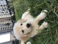 Yavru Golden Retriever Köpeklerimiz