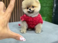 Ayı surat teddy boo yavrular