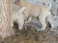 DİŞİ ERKEK 2 ADET KANGAL KÖPEĞİ