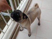 inanın çok seveceksiniz pug