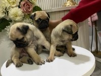 A Kalite 50 Günlük Erkek ve Dişi Pug Mops Bebekler