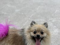 Pomeranian boo dişi