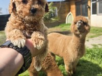 Sağlıklı Maltipoo Bebekler