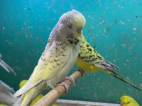 ERKUT PET'DEN YAVRU JUMBO MUHABBET KUŞLARI SINIRSIZ SAYIDA