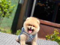 Sağlık Ve Irk Garantili Pomeranian