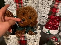 Micro Teacup Kore Poodle Bebeklerimiz