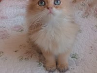 Full şecereli golden british longhair erkek ve dişi