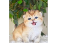 Scottish Fold Dişi Yavrum