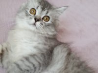 4 buçuk aylık british longhair