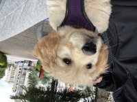 2 Aylık Üst Kalite Dişi Golden Retriever