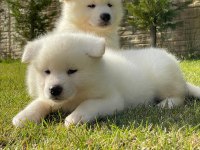 Japon Akita Inu Yavrulari İstanbul