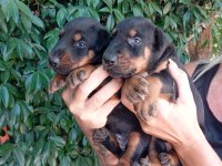 IRK VE SAĞLIK GARANTİ DOBERMAN YAVRULARIM