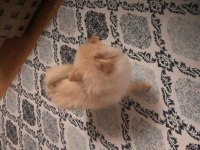 9 Aylık Erkek Yavru Pomeranian İlk Aşı Yapıldı