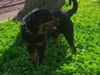 2 yaşında rottweiler