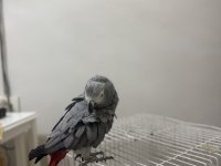 Süper konuşan jako papağanı