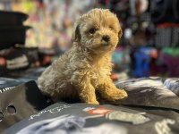 Efsane Güzellikte Hipoalerjenik Teacup Maltipoo