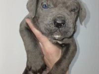 Cane corso yavru köpeklerimiz