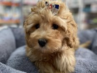 Mini Ve Standart Maltipoo Bebekler