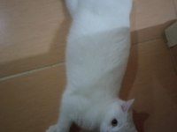 British Shorthair Yeni yavrular (Beyaz&Gri) ANKARA/Polatlı