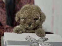 Toy Poodle Yavrumuz