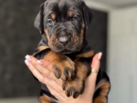Doberman Yavrularımız