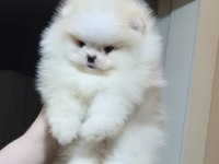 ÜST KALİTE MİNİBOY POMERANİAN BOO ERKEK