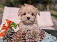 TeaCup Morkie Yavrular