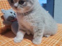 British shorthair dişi yavru